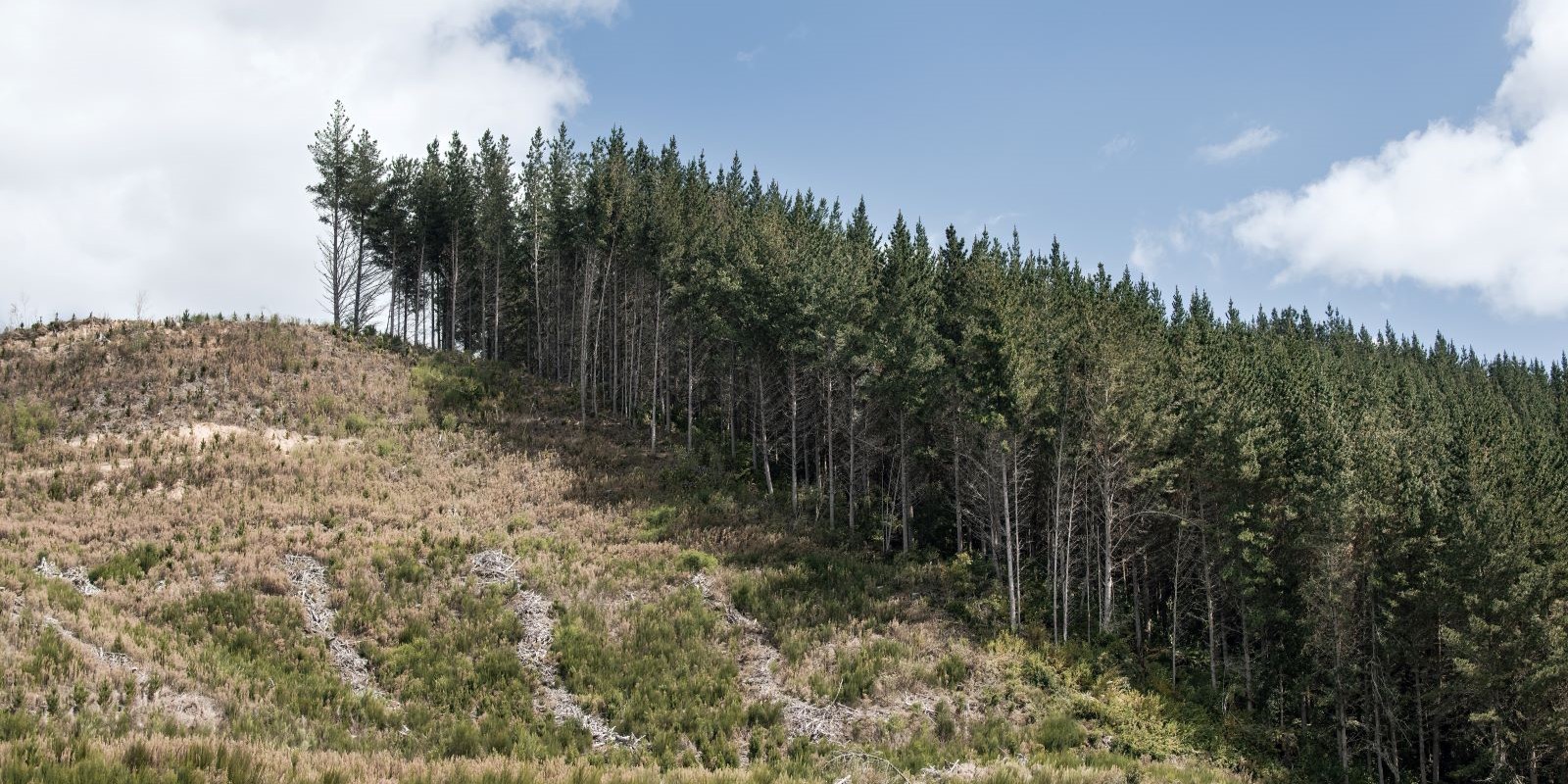 Unlocking the Full Potential of Timber Assets