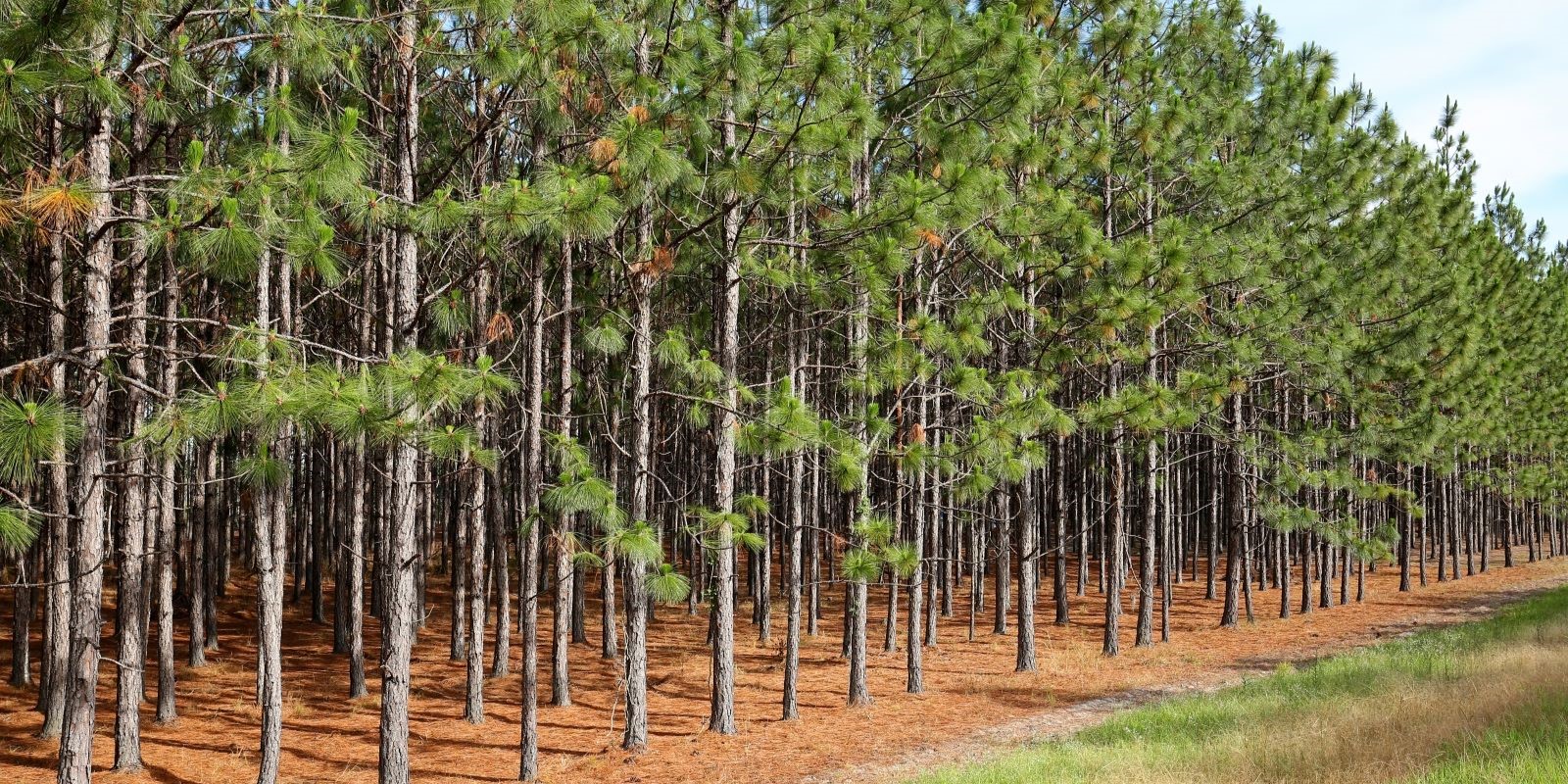 Georgia Gives Farmers and Timber Producers Tax Relief to Offset Hurricane Damage